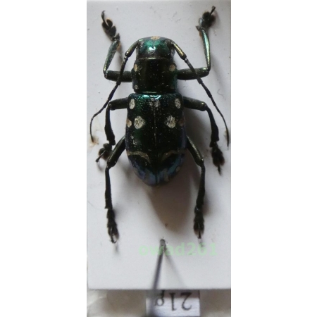 Aprophata eximia (Newman, 1842) Philippines21g